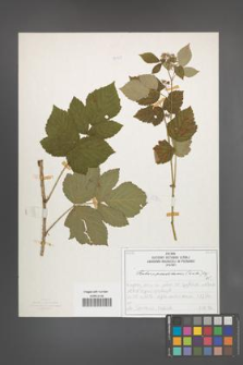 Rubus pseudidaeus [KOR 50191]