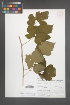 Rubus pseudidaeus [KOR 46895]