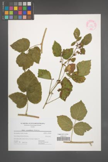 Rubus pseudidaeus [KOR 44477]