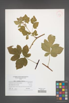 Rubus pseudidaeus [KOR 41070]