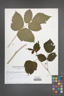 Rubus pseudidaeus [KOR 52554]