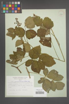 Rubus pseudoidaeus [KOR 30029]