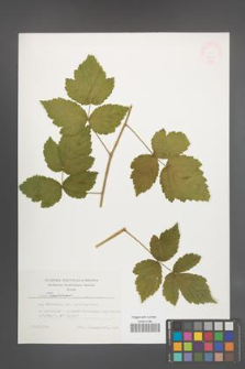 Rubus pseudidaeus [KOR 47681]