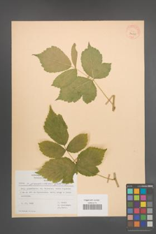 Rubus pseudoidaeus [KOR 30031]