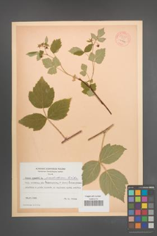 Rubus pseudoidaeus [KOR 54288]