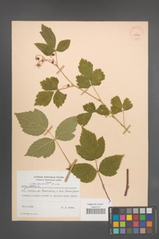 Rubus pseudoidaeus [KOR 29826]
