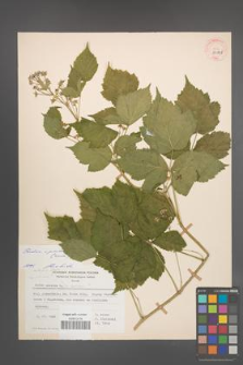 Rubus pseudoidaeus [KOR 29828]
