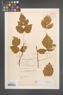 Rubus pseudoidaeus [KOR 54873]