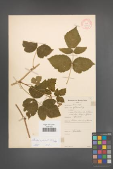 Rubus pseudoidaeus [KOR 10606]