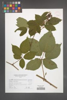 Rubus [KOR 41686]