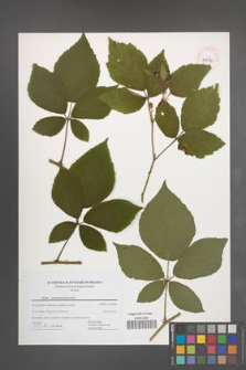 Rubus pseudosiemianicensis [KOR 44486]