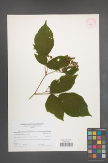 Rubus pseudosiemianicensis [KOR 44211]
