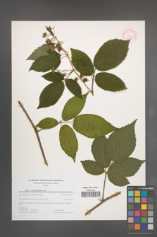Rubus pseudosiemianicensis [KOR 44209]