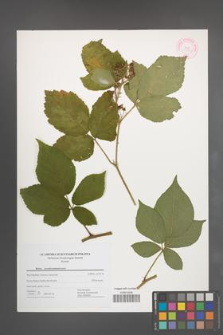 Rubus pseudosiemianicensis [KOR 44471]