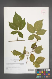 Rubus pseudosiemianicensis [KOR 44722]