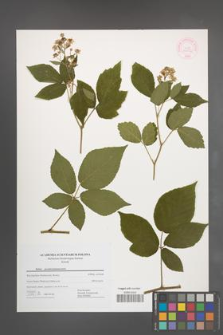 Rubus pseudosiemianicensis [KOR 44472]