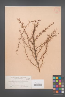 Berberis morissonensis [KOR 507]