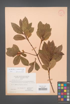 Arbutus ×andrachnoides [KOR 21073]