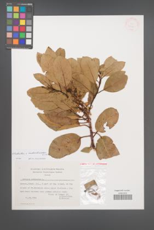 Arbutus ×andrachnoides [KOR 31511]