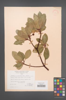 Arbutus ×andrachnoides [KOR 21087]