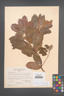 Arbutus ×andrachnoides [KOR 21117a]