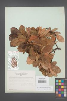 Arbutus ×andrachnoides [KOR 21085]