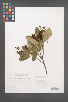Arbutus ×andrachnoides [KOR 29747]