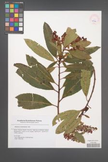 Arbutus canariensis [KOR 45412]