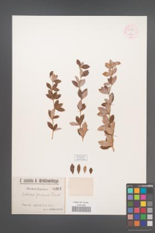 Berberis pruinosa [KOR 54847]