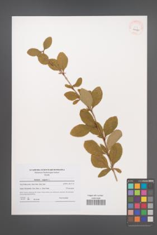Berberis vulgaris [KOR 40981]
