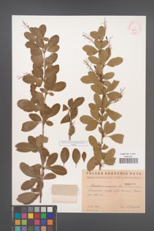 Berberis vulgaris [KOR 2471]