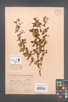 Berberis vulgaris [KOR 2470]