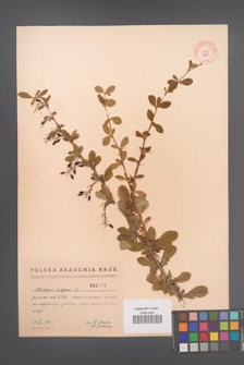 Berberis vulgaris [KOR 2469]