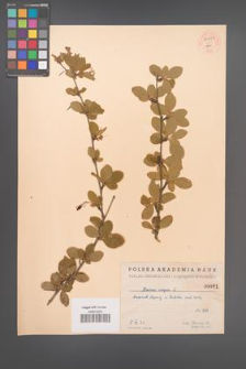 Berberis vulgaris [KOR 54227]