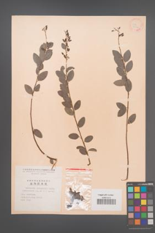 Berchemia polyphylla [KOR 12064]