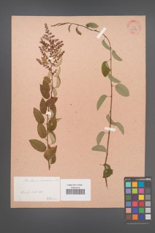 Berberis racemosa [KOR 33814]