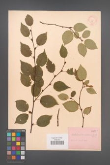 Betula albo-sinensis [KOR 657]