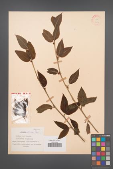 Betula alnoides [KOR 12094]