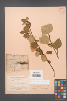 Betula baicalensis [KOR 23315]