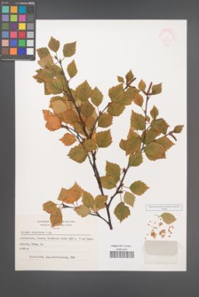 Betula carpatica [KOR 48119]