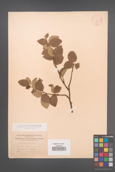 Betula chinensis [KOR 12140]