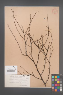 Betula chinensis [KOR 651]