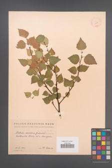 Betula concinna [KOR 12129]