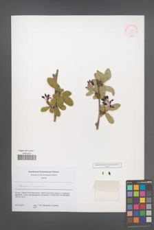 Berberis vulgaris [KOR 52362]