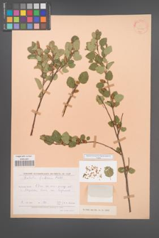 Betula fruticosa [KOR 23241]