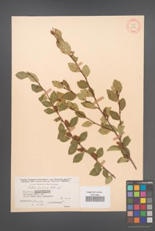 Betula fruticosa [KOR 12102]