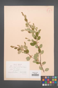 Betula fruticosa [KOR 12096]