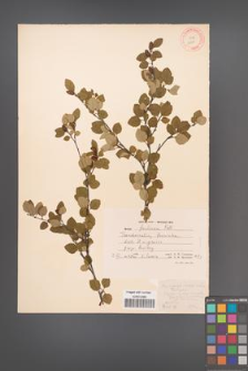 Betula fruticosa [KOR 12099]