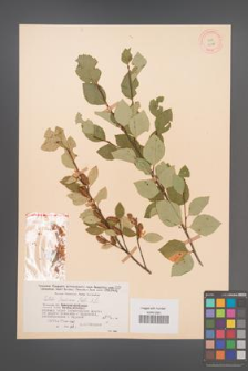 Betula fruticosa [KOR 12098]