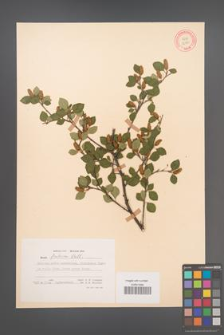 Betula fruticosa [KOR 12100]